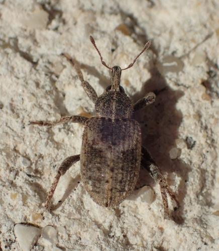 Brachypera lunata